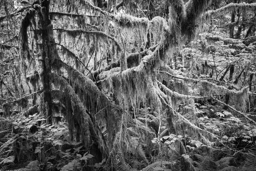 Hoh Rain Forest Second Beach